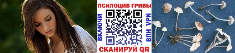 Псилоцибиновые грибы Psilocybe Белёв